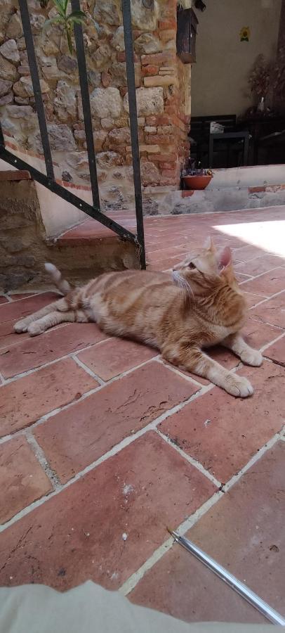 Antico Borgo Di Torri Bed & Breakfast โซวิชิลเล ภายนอก รูปภาพ